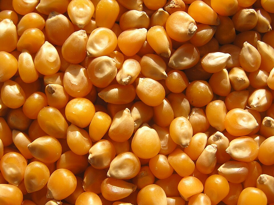 Makkajo'xori doni