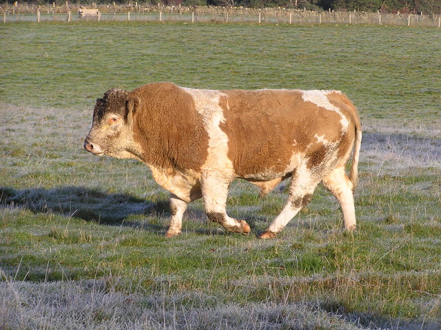 Buqa (bo'rdoqi)