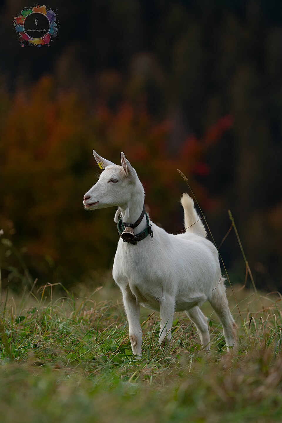 Sutdor echki (Zaanen)