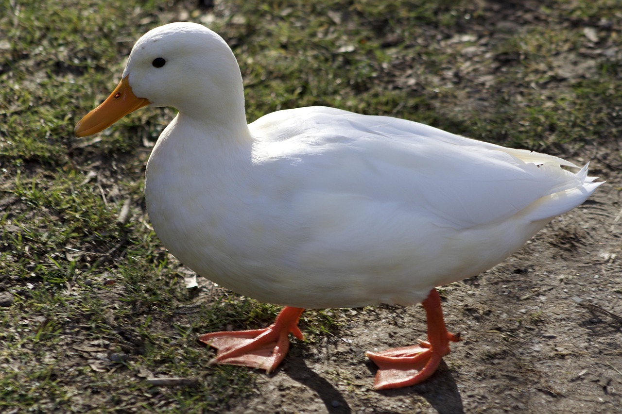O'rdak (Pekin, 10 dona)