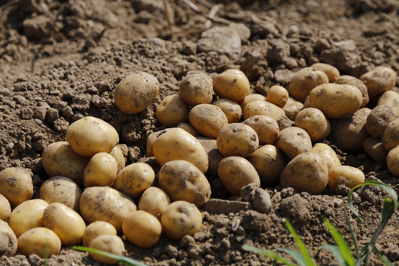 Kartoshka (yangi hosil)