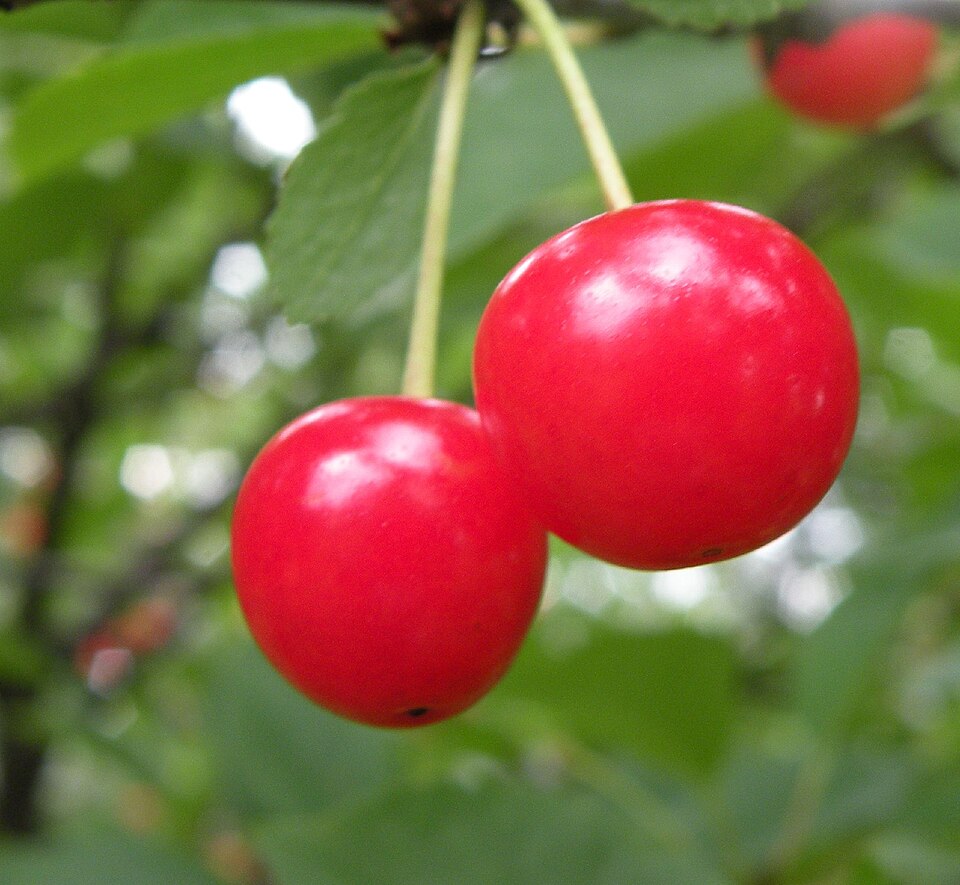 Gilos (May-iyun hosili)
