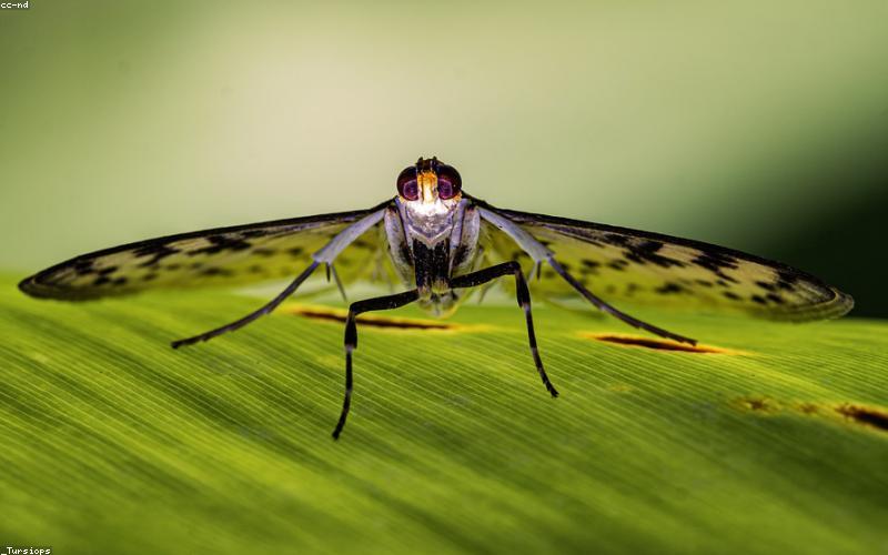 Biologiya: hujayra va genetika konspekti